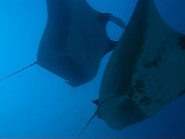 Fauna Marinha